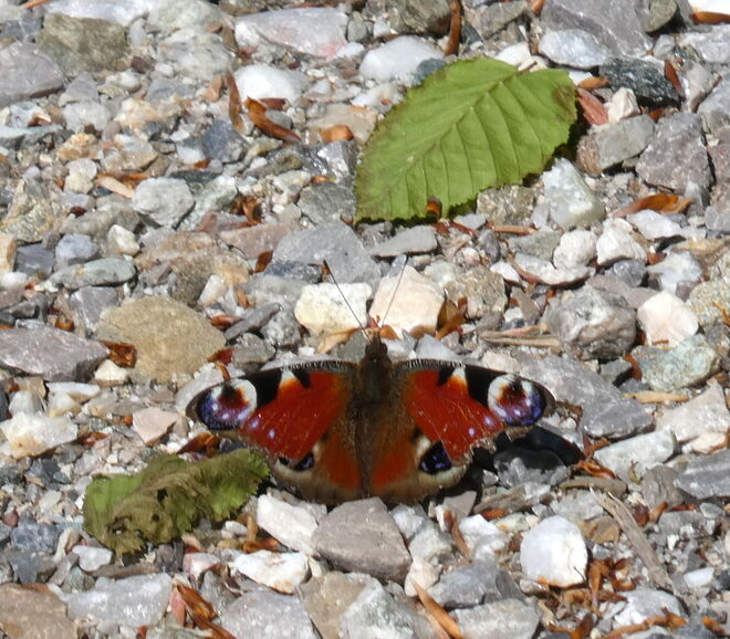 ein Tagpfauenauge..