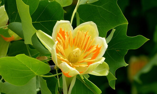 Blüte vom Tulpenbaum