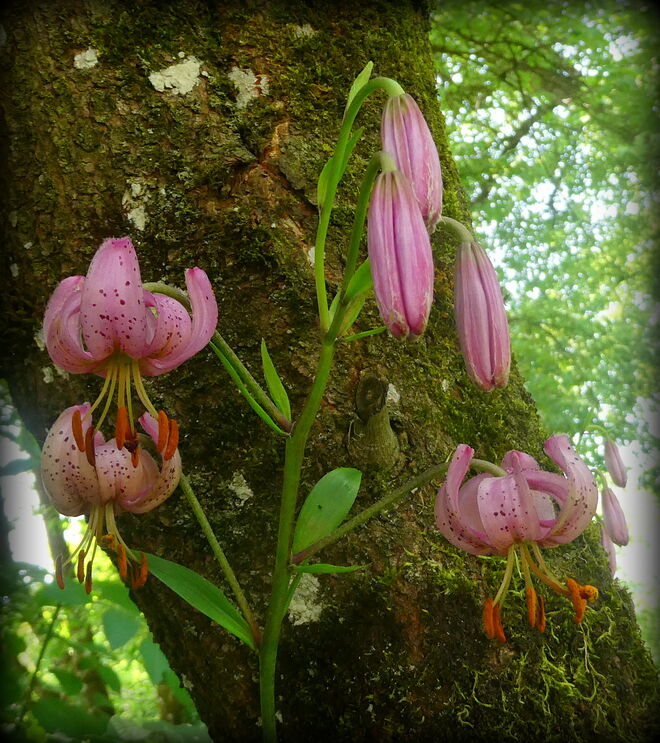 die Türkenbundlilien blühen