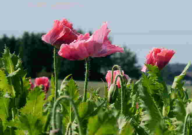die Mohnblumen blühen...