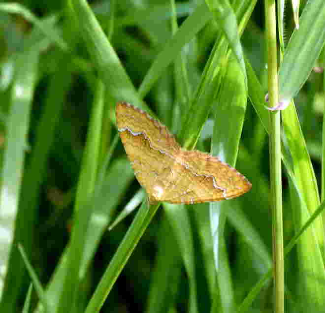 die goldene Brokatelle..