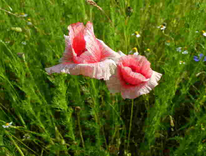 rosa