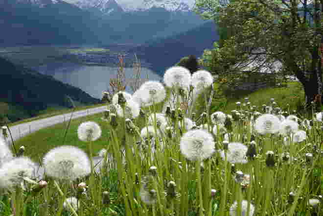 Blick auf den Zeller See im Frühsommer