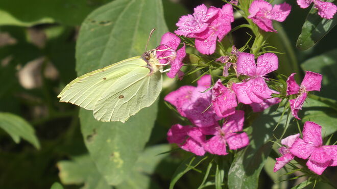 ein Zitronenfalter...
