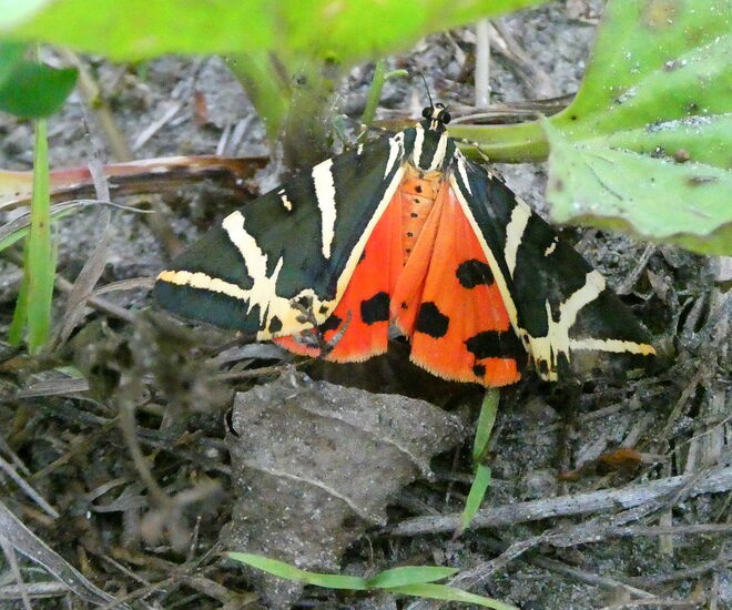 der russische Bär...