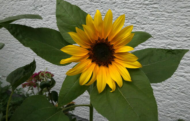die erste Sonnenblume blüht