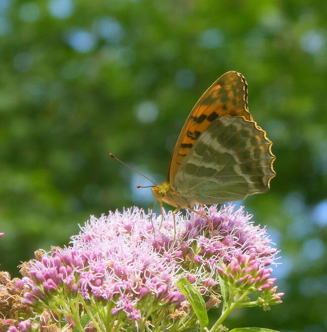 der Kaisermantel  ..