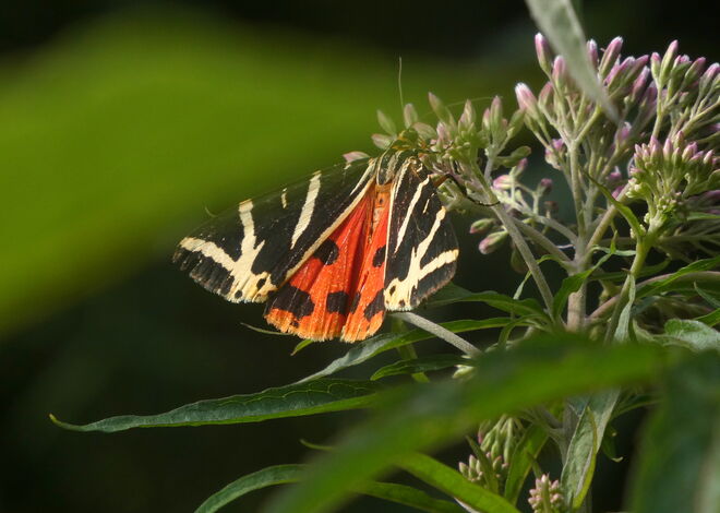 der russische Bär ..