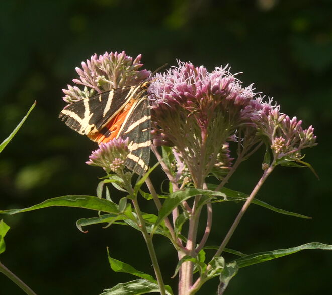 ein russischer Bär...