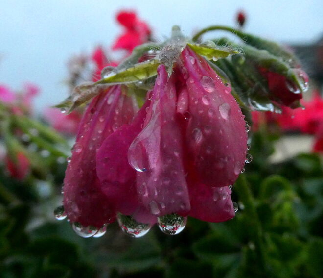 Geranien im Regen
