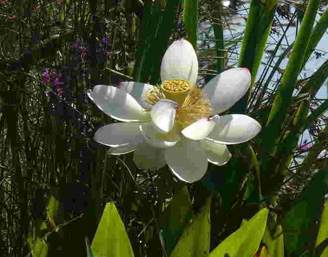 Lotusblüte