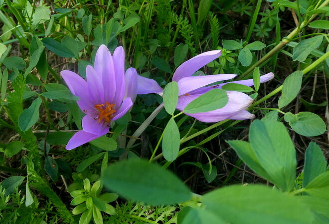 die ersten Herbstboten