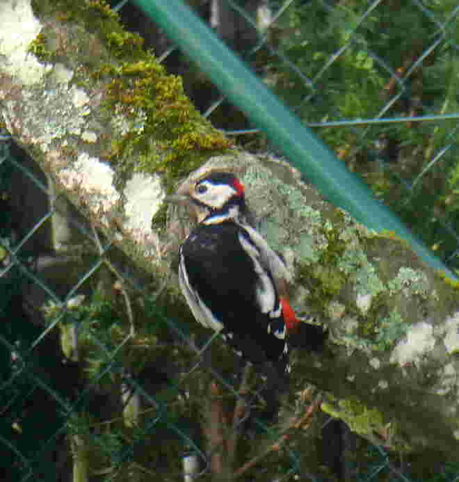 Besuch vom Specht