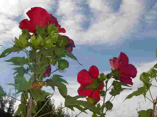 Hibiskus