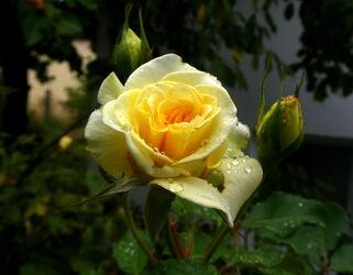 Rose im Regen