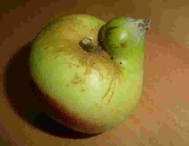 Apfel mit Jungen