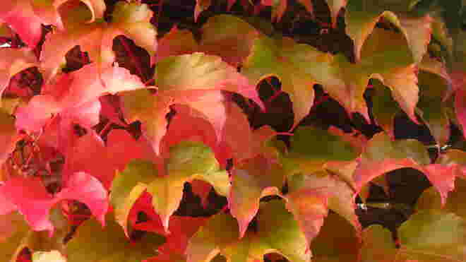 Herbstfarben