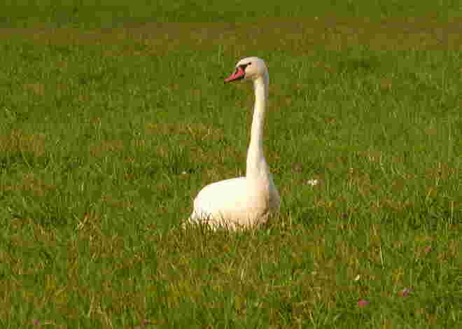 der Schwan..