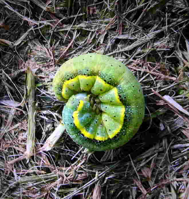die Raupe einer Gemüseeule