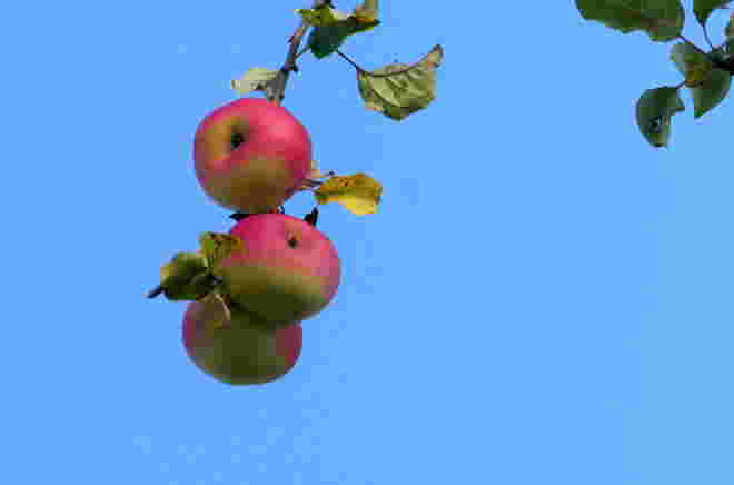 Herbstfreuden