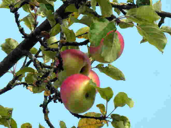Erntezeit
