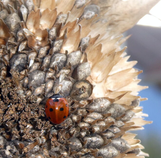 ein Marieenkäferl...