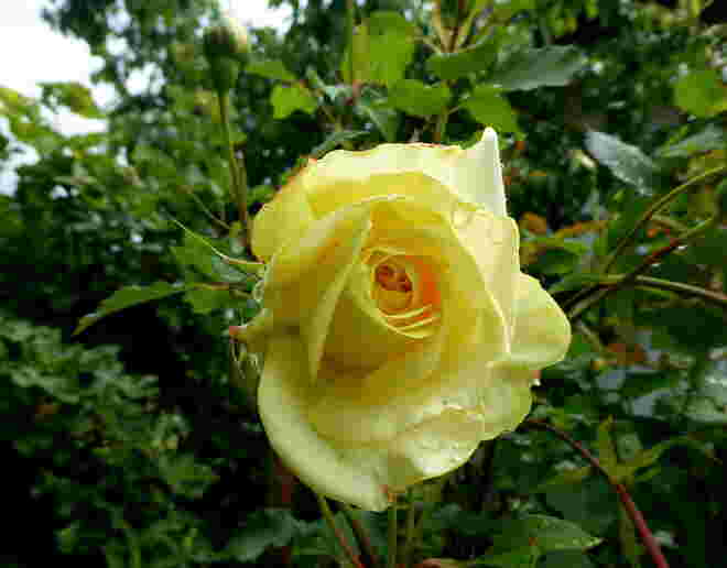 Rose im Regen