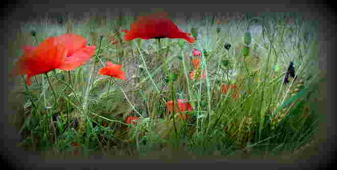 Mohnblumen im Gerstenfeld