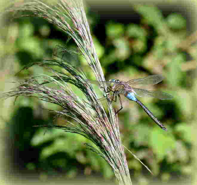 Libelle 