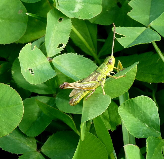 ein Grashüpfer