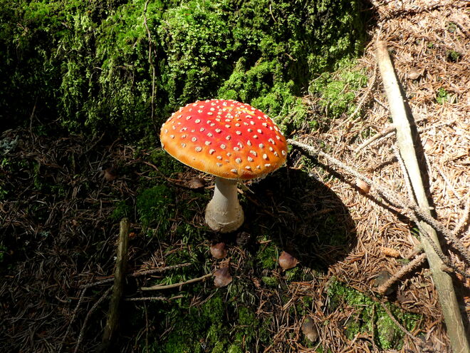 der schönste Pilz..