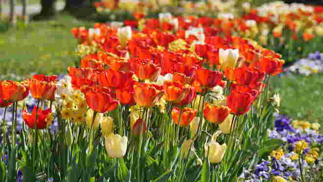 Tulpenbeet