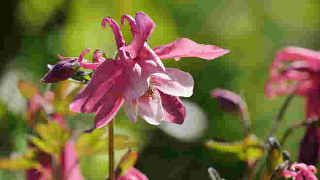 Akelei