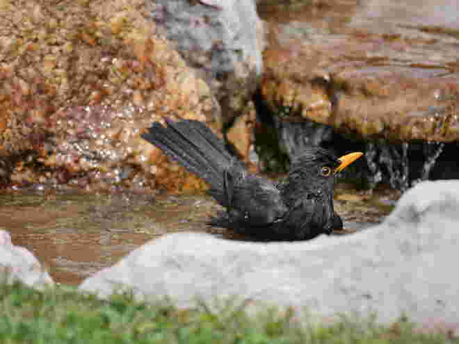 Amsel Bad