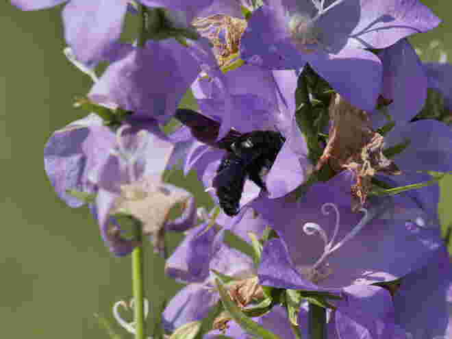 Blaue Holzbiene