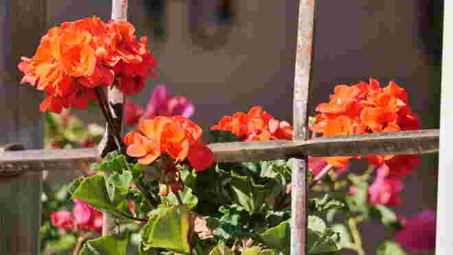 Durchs Fenstergitter