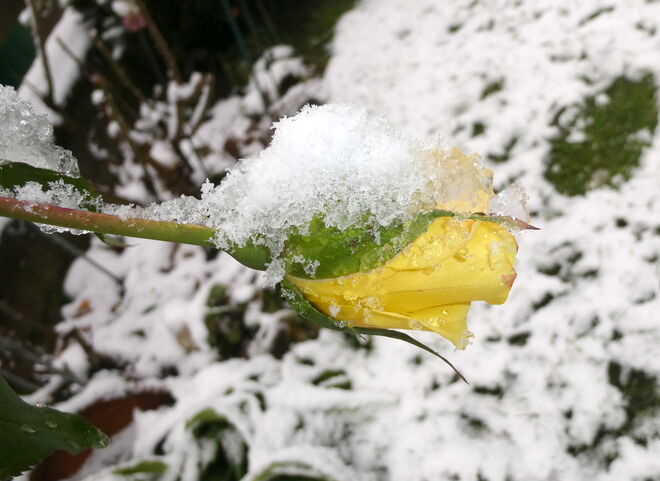 der Winter läßt grüßen...