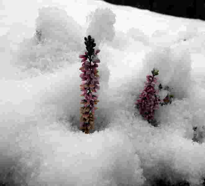 Erika im Schnee