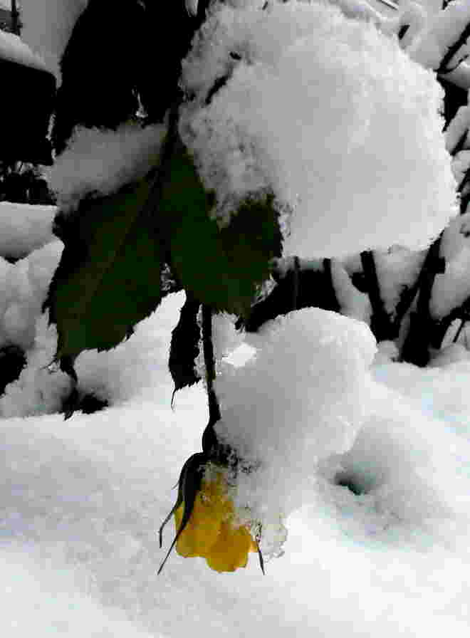 Die Rose -- vom Schnee überrascht