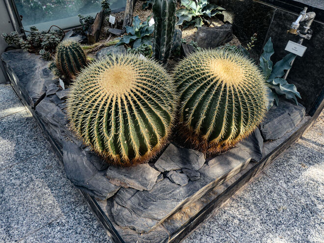 Schön und stachelig