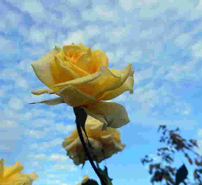 Rose...