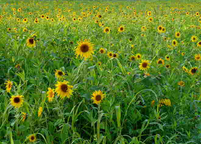 Sonnenblumenfeld..