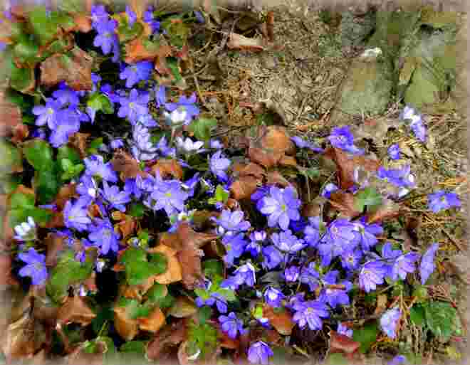 Leberblümchen..