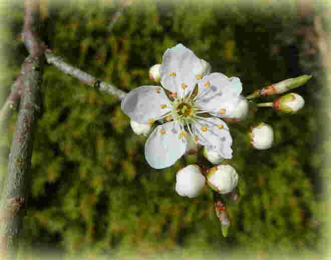 Blüte der Ringlotten