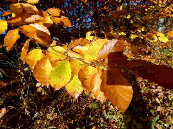 goldener Herbst