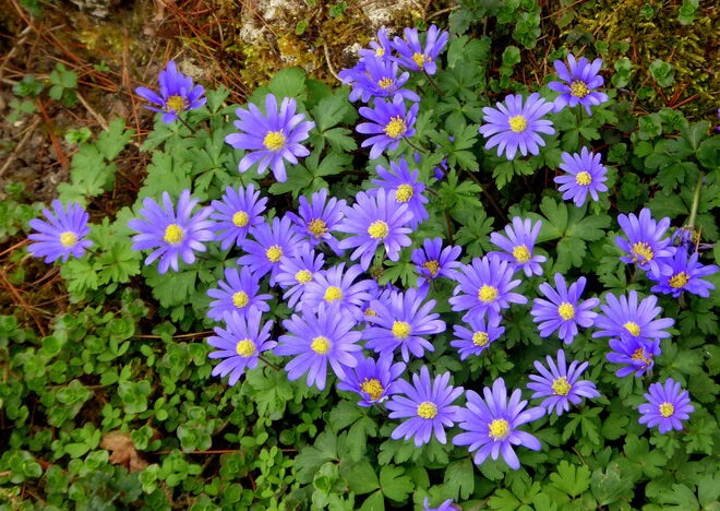 Strahlenanemone