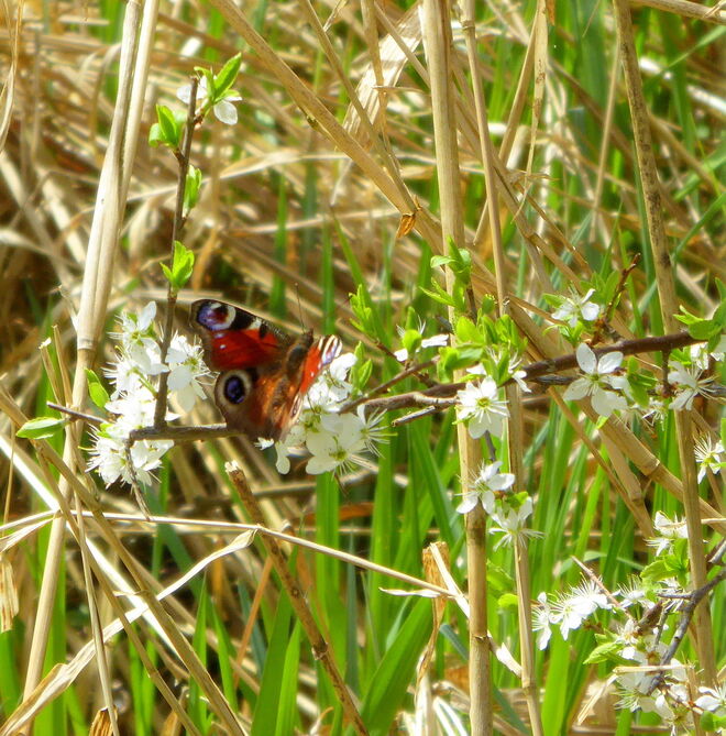 Das Tagpfauenauge ...