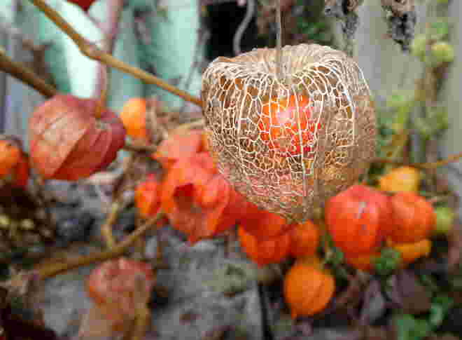 Physalis...