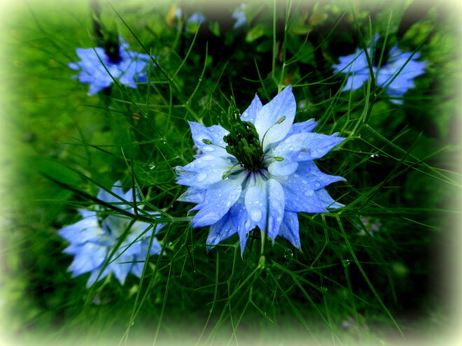 Jungfer im Grünen...