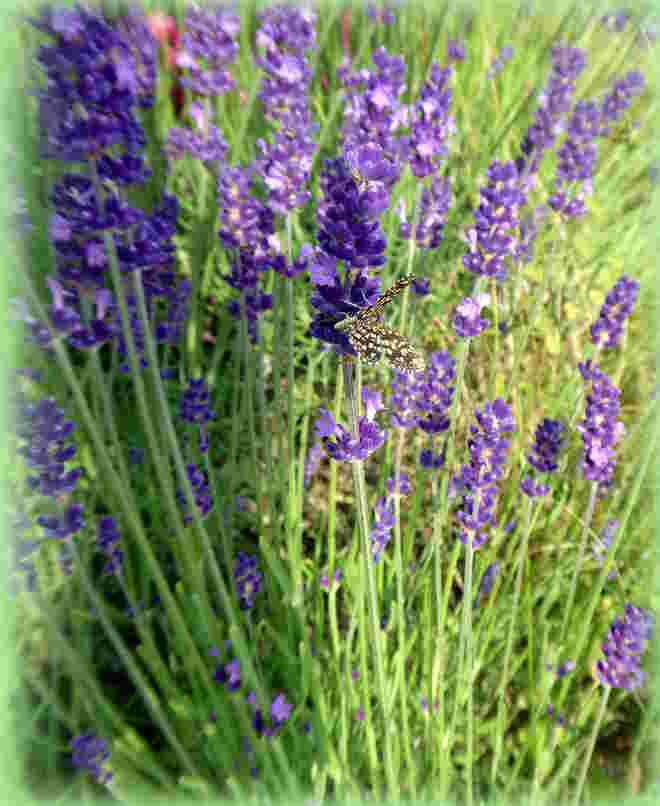 der kleine Gitterfalter im Lavendel